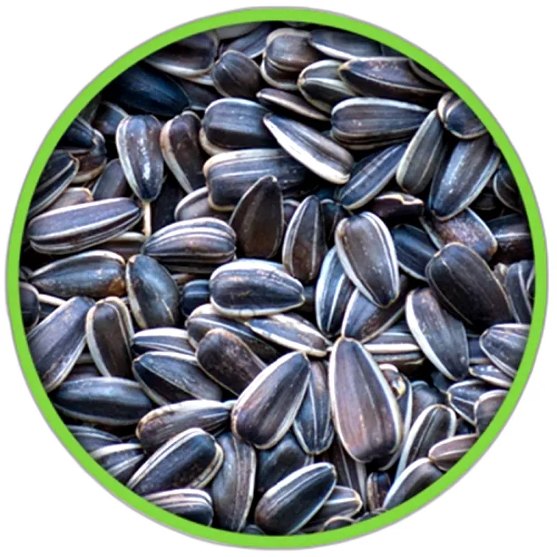 ÇEKİRDEK DAKOTA KUŞ YEMİ